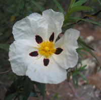 Cistus ladanifer