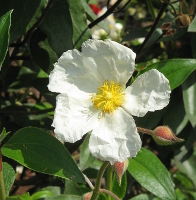 Cistus laurifolius