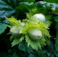 Corylus_avellana