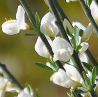 Cytisus multiflorus