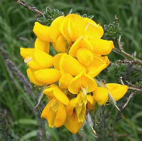 Cytisus scoparius