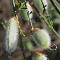 Cytisus striatus