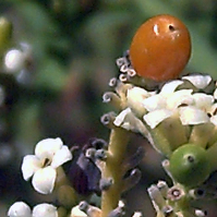 Cytisus striatus