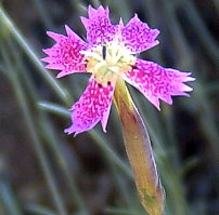 Dianthus lusitanus