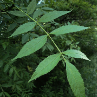 Fraxinus angustifolia