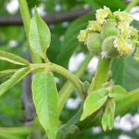 Juglans regia