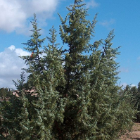 Juniperus oxycedrus