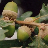 Quercus pyrenaica