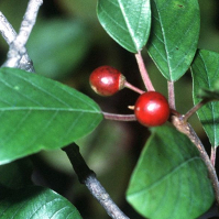 Rhamnus frangula