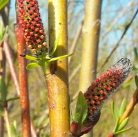 Salix purpurea