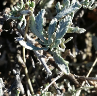 Santolina oblongifolia