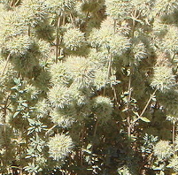 Thymus mastichina