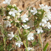 Thymus zygis