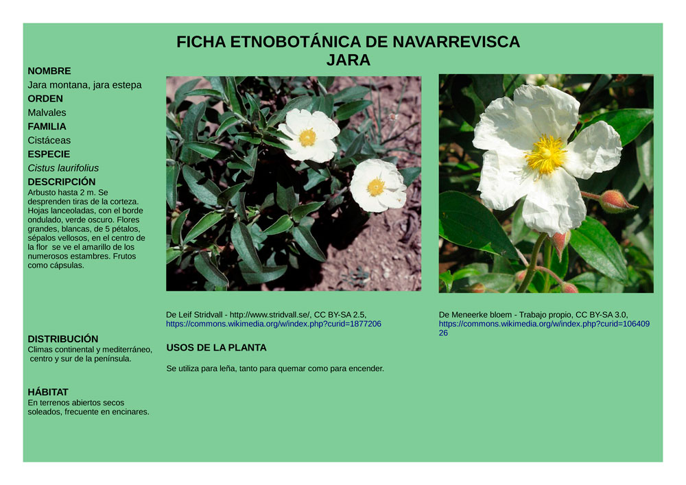 Cistus_laurifolius