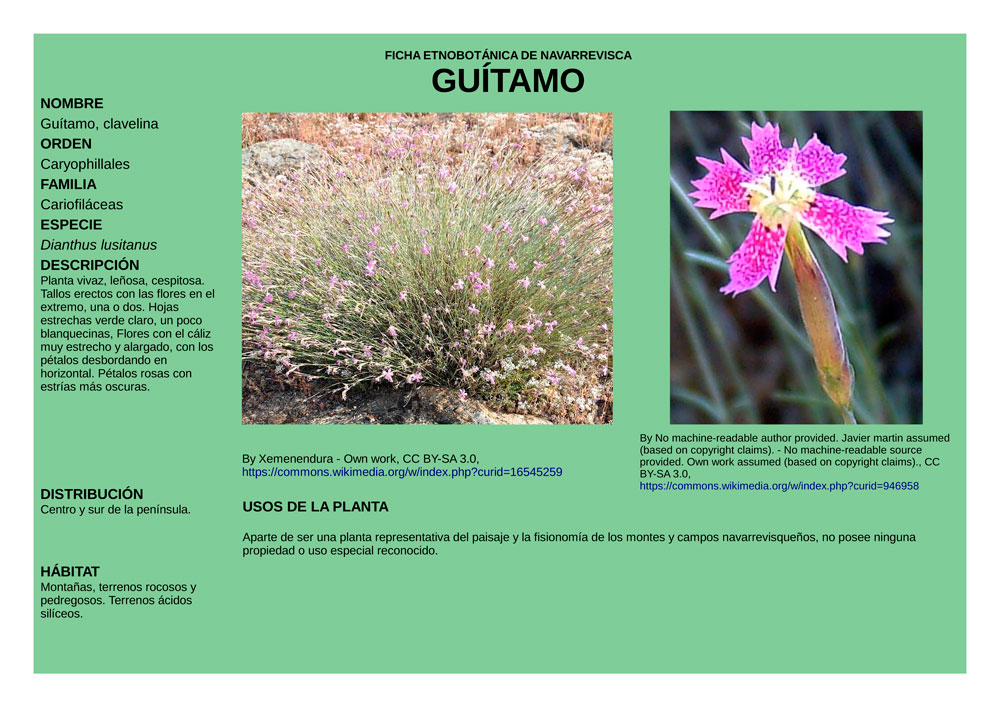 Dianthus_lusitanus1