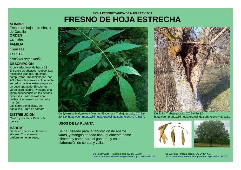 Fraxinus-angustifolia