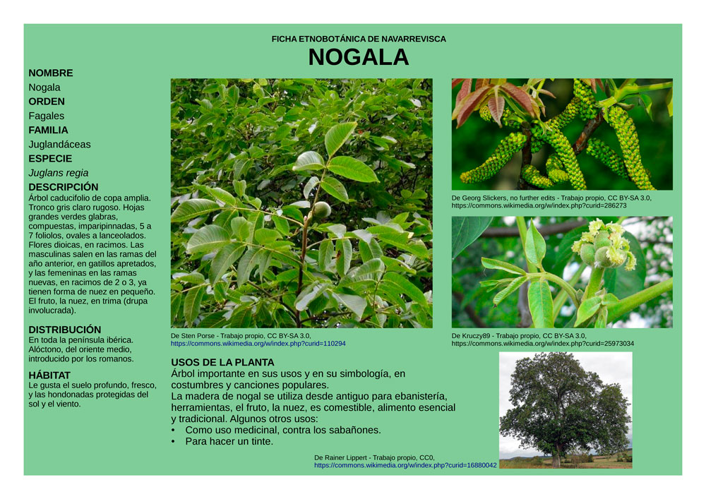 Juglans_regia