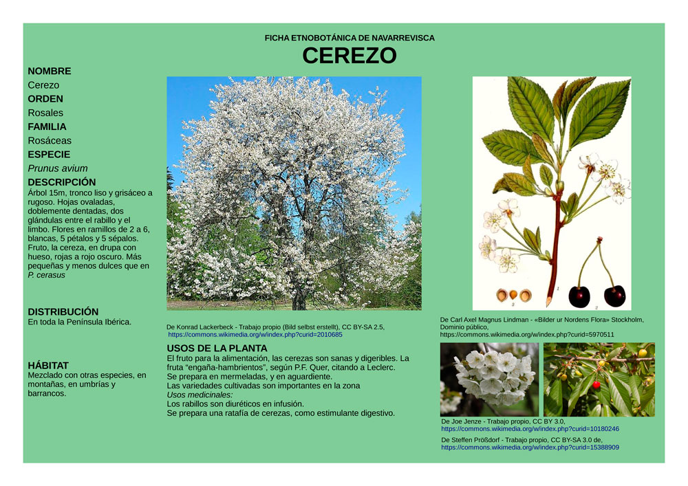 Prunus-avium