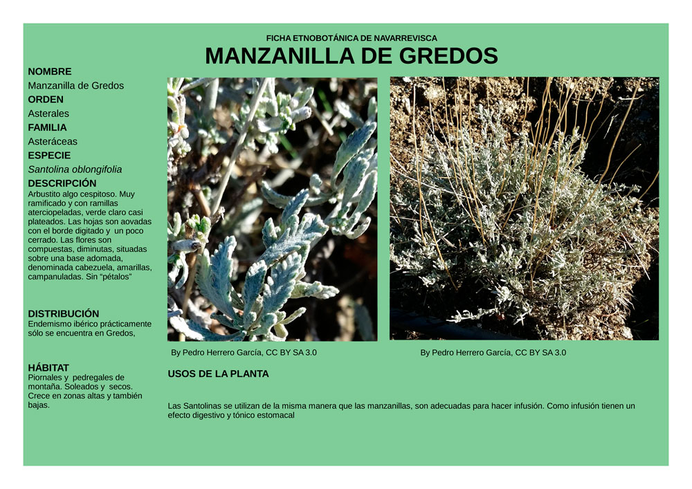 Santolina-oblongifolia